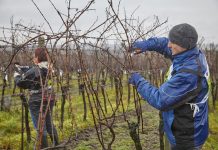 Mistrovství v řezu révy