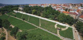 Vinice pod stovkou věží