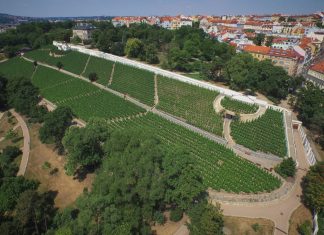 Vinice pod stovkou věží