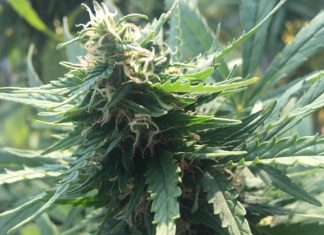 Vinaři z Oregonu pěstují marihuanu