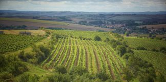 Kam za vínem v následujícím týdnu