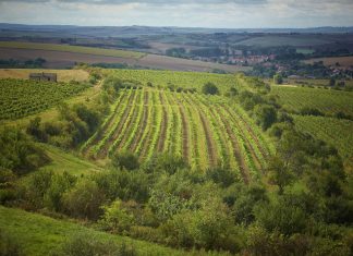 Kam za vínem v následujícím týdnu