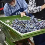 Vinařské akce do konce prázdnin