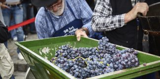 Vinařské akce do konce prázdnin