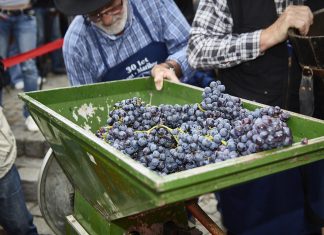 Vinařské akce do konce prázdnin