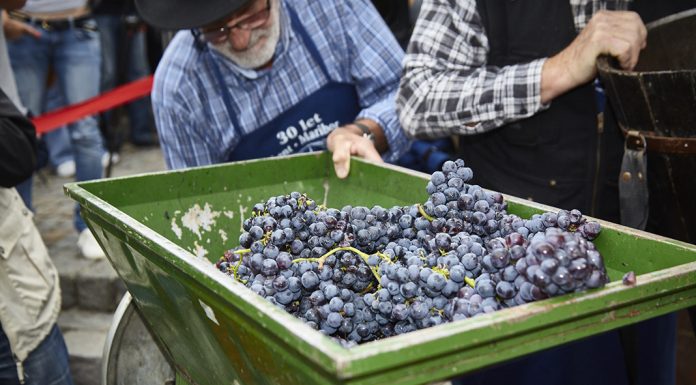 Vinařské akce do konce prázdnin
