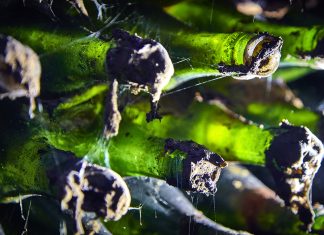 Na cestě za velkým vínem…