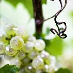 MG_7805