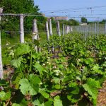 vinice-hnanice-vinohrady-Znojemsko-kopie