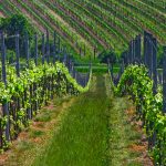 vinice-hnanice-vinohrady-Znojemsko_1-kopie