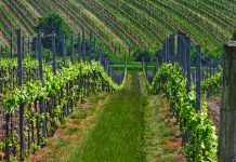 NEJLEPŠÍM VÍNEM ZNOJEMSKA JE SYLVÁNSKÉ ZELENÉ. Vína do finále Národní soutěže vín – Salonu vín vybrána