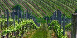 NEJLEPŠÍM VÍNEM ZNOJEMSKA JE SYLVÁNSKÉ ZELENÉ. Vína do finále Národní soutěže vín – Salonu vín vybrána