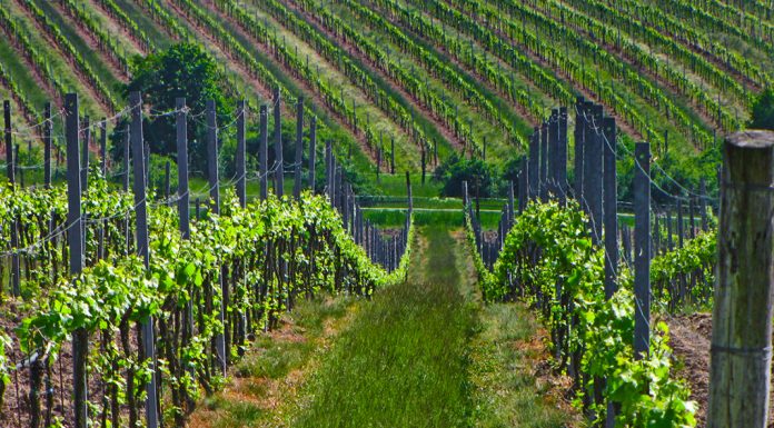 NEJLEPŠÍM VÍNEM ZNOJEMSKA JE SYLVÁNSKÉ ZELENÉ. Vína do finále Národní soutěže vín – Salonu vín vybrána