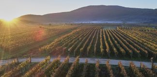 Vrbnička Žlachtina, nevíte co to je?