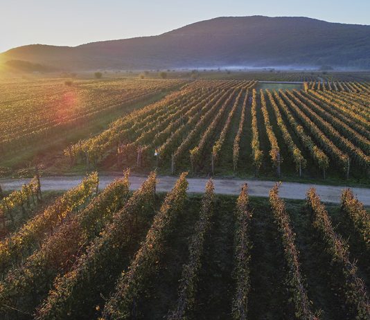Vrbnička Žlachtina, nevíte co to je?