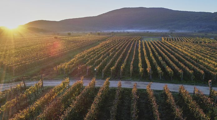 Vrbnička Žlachtina, nevíte co to je?