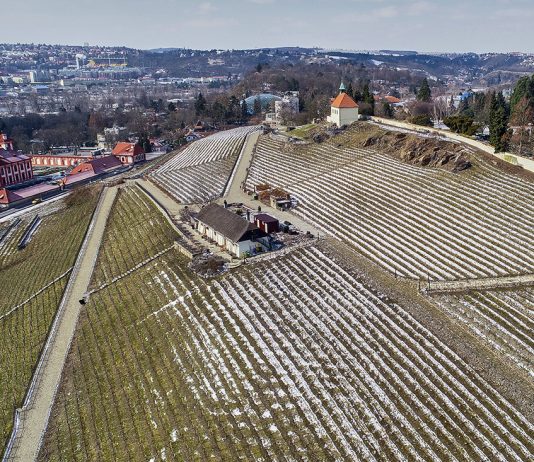 Vinice Svatá Klára