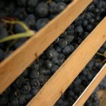 1489520583.43_86.Grape-2