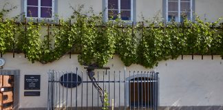 Nejstarší réva na světě, má novou sousedku