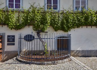 Nejstarší réva na světě, má novou sousedku