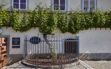 Nejstarší réva na světě, má novou sousedku