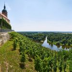 vinice_melnik