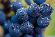 Laboratoř pomůže vinařům odhadnout začátek sklizně