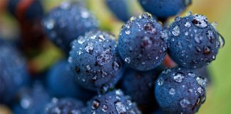 Laboratoř pomůže vinařům odhadnout začátek sklizně