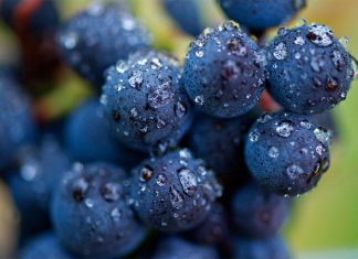 A svátek má… Pinot Noir!