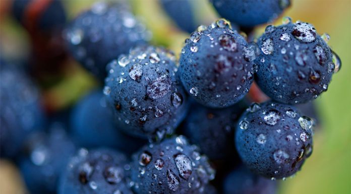 Laboratoř pomůže vinařům odhadnout začátek sklizně