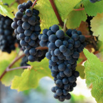 pinot_noir2 (kopie)