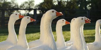 Za husami, vínem i léčivou vodou. Burgenland láká na výlety i chutě