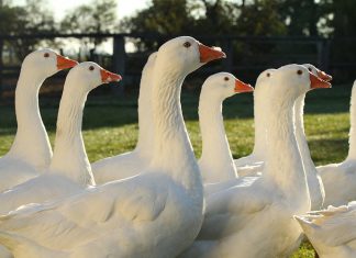 Za husami, vínem i léčivou vodou. Burgenland láká na výlety i chutě
