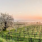 RH_Weinfruehling_4141