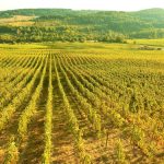 Corcova Winery, Rumunsko