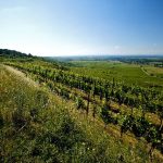 weinjahr2015_heiligenstein_kl