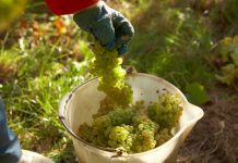 PODLE ENOLOGŮ BUDE LETOŠNÍ ROČNÍK VÝJIMEČNĚ KVALITNÍ