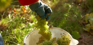 PODLE ENOLOGŮ BUDE LETOŠNÍ ROČNÍK VÝJIMEČNĚ KVALITNÍ