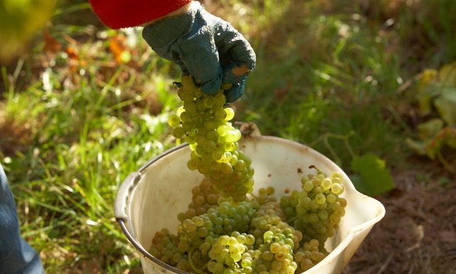 PODLE ENOLOGŮ BUDE LETOŠNÍ ROČNÍK VÝJIMEČNĚ KVALITNÍ
