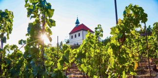 Trojská vinice láká na růžové víno a Botanická zahrada Praha i na další zážitky. Kapacity jsou zatím volné