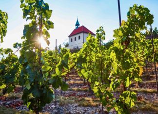 Trojská vinice láká na růžové víno a Botanická zahrada Praha i na další zážitky. Kapacity jsou zatím volné