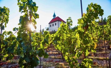 Trojská vinice láká na růžové víno a Botanická zahrada Praha i na další zážitky. Kapacity jsou zatím volné