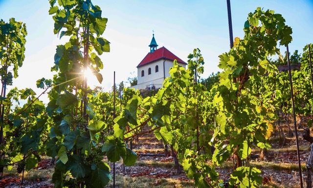 Trojská vinice láká na růžové víno a Botanická zahrada Praha i na další zážitky. Kapacity jsou zatím volné