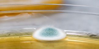 TESTY MIKROBIOLOGICKÉ STABILITY VÍNA