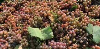 KDY ZAČÍT SE SBĚREM HROZNŮ? VINAŘŮM NAPOVÍ PŘEDSBĚROVÉ ANALÝZY