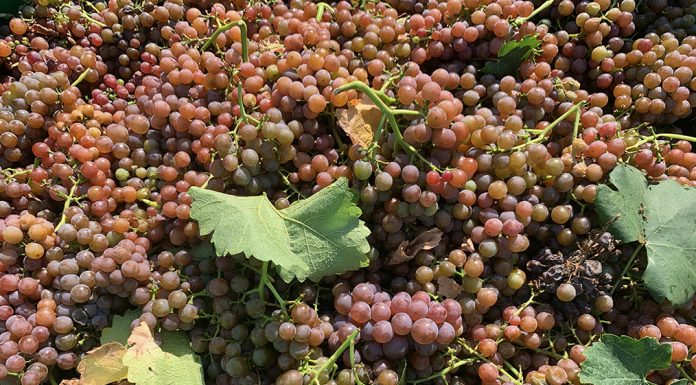 KDY ZAČÍT SE SBĚREM HROZNŮ? VINAŘŮM NAPOVÍ PŘEDSBĚROVÉ ANALÝZY