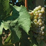 VOC Znojmo_Sauvignon