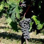 GrappoloSagrantino1