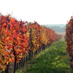 vinice_podzim_suchy_vrch