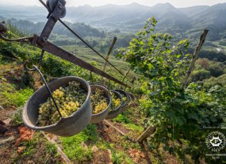 Zabublejte si! Svůj svátek slaví Prosecco